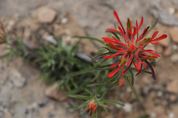 Red colored Indian Paintbrush wildflowers blooming in Colorado
