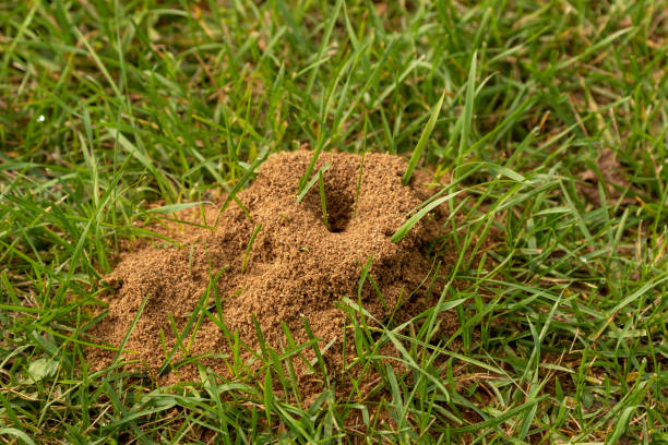 istock Anthill on a meadow. Natural scene from Wisconsin. 1272515037