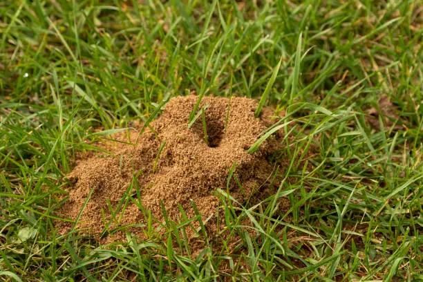 Photo of Anthill on a meadow. Natural scene from Wisconsin.