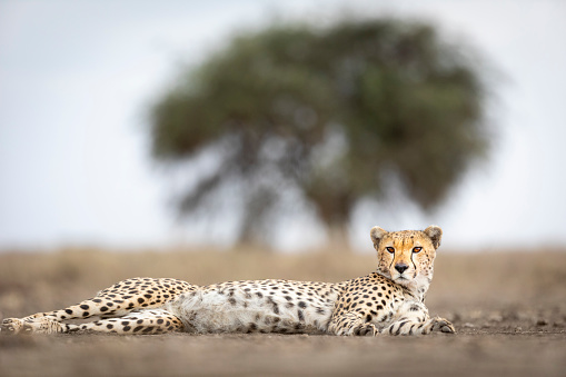 Adult cheetah with beautiful eyes lying down low angle in Ndutu in Tanzania