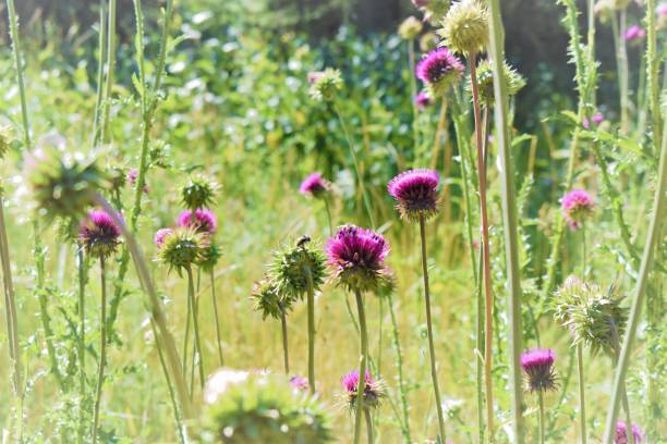 istock Field of bees 1272515941