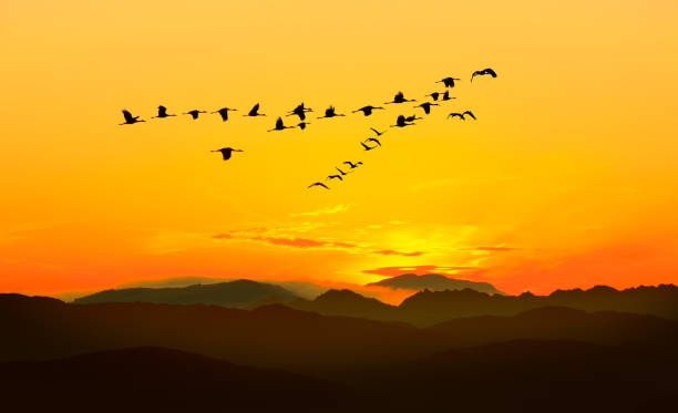 istock Autumn or spring migration of cranes 1272518950