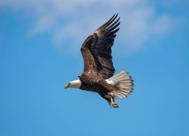 tule lake bald eagle - tule lake national wildlife refuge fotografías e imágenes de stock