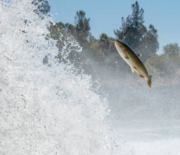 istock Salmon Reaches For the Sky 1272519953