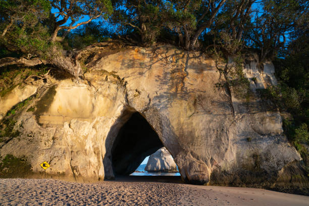 istock Over-hanging trees and shadows on rock wall at sunrise on Cathedral Cove 1272519969