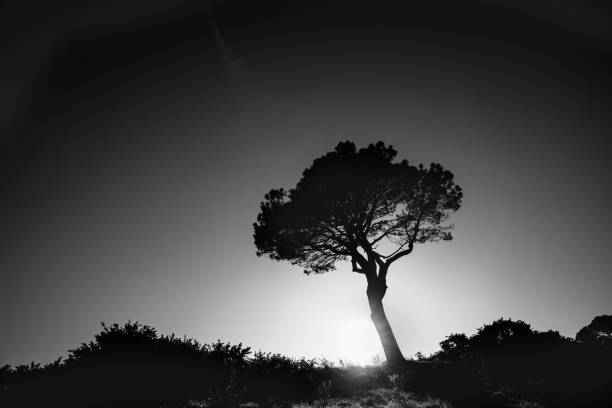 istock Lone pine standing on ridge back-lit by rising sun monochrome 1272519982