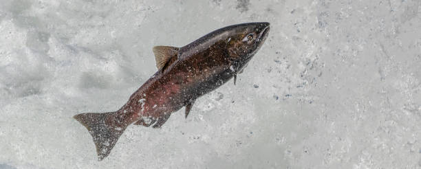 istock Red Colored Chinook Salmon 1272520068