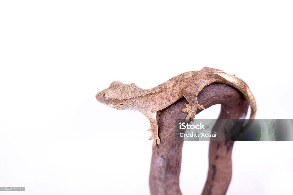 Reptiles and Young Crested Gecko Animal's Crest Stock Photo