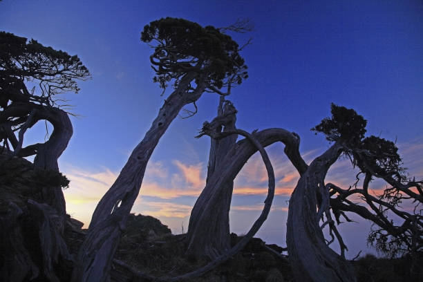 istock Southern Hubei Peak Juniper Sunset Taiwan 1272523427