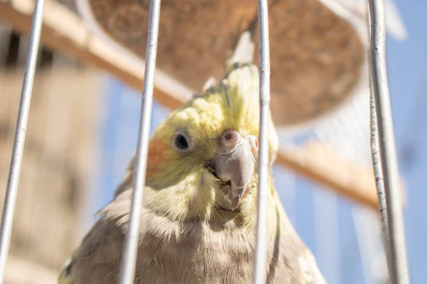 istock cockatiel without his freedom 1272523465