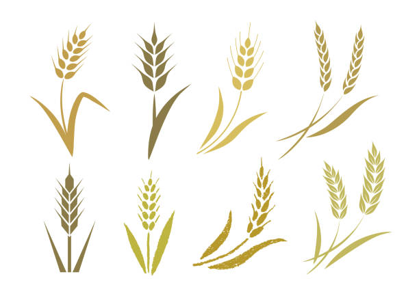 ilustrações, clipart, desenhos animados e ícones de ícones do trigo - trigo