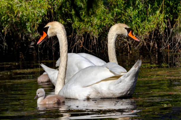 istock Mute Swan. children with parents 1272526542