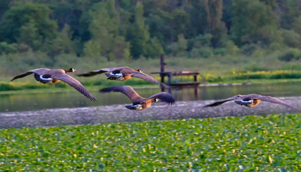 istock Canada Geese Flying at sunset time 1272526569