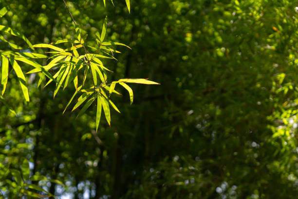 istock Light from the sun Affect the bamboo leaves. 1272528398