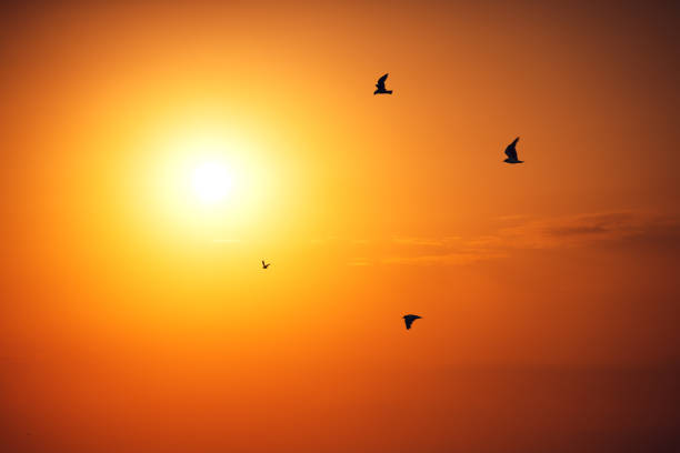 istock Flying seagulls over the sea on sunrise 1272528528