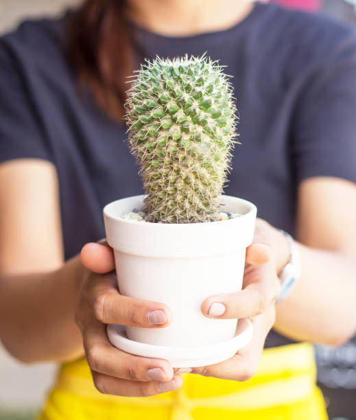 istock A woman's hand holding a cactus pot,Growing cactus can make money. 1272528577