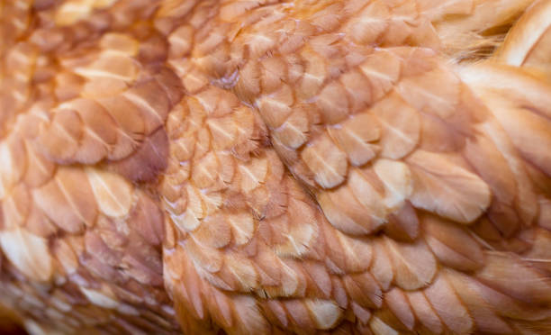 A close-up of red chicken feathers
