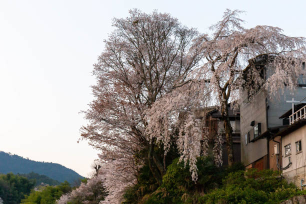 istock Mountain dwelling units and cherry blossoms with drooping branches 1272529770