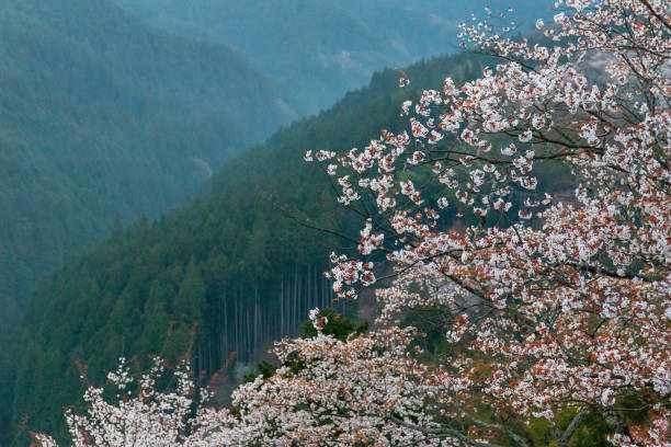 istock Beautiful green mountains and cherry blossoms 1272529775