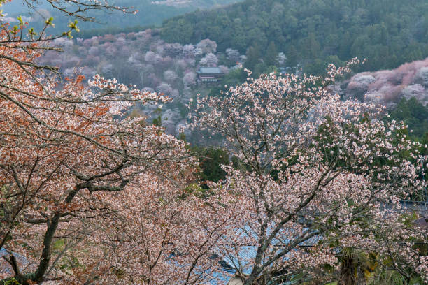 istock Many cherry trees in bloom in the mountains 1272529776