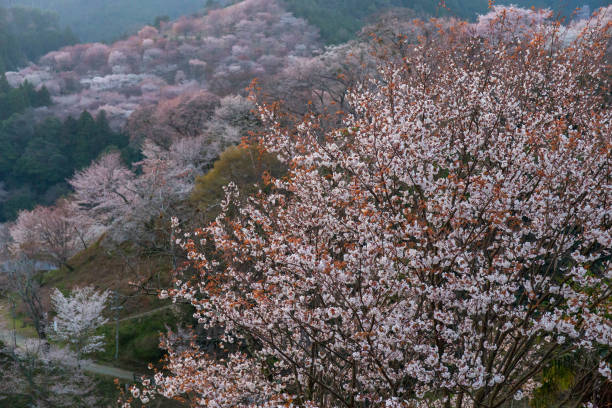 istock Cherry blossoms in the mountains that have begun to fall off 1272529778