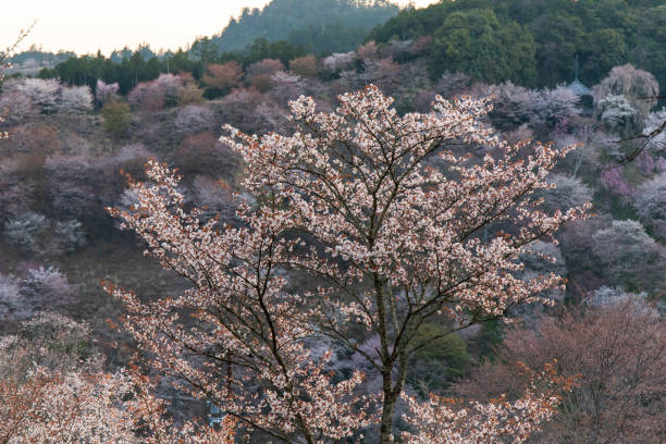 istock Cherry blossoms with their petals shining in the morning light 1272529791