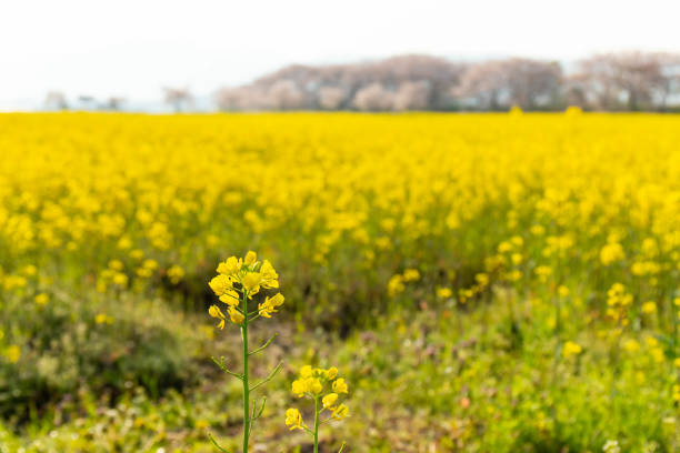 istock A field of rape blossoms as far as the eye can see 1272529804