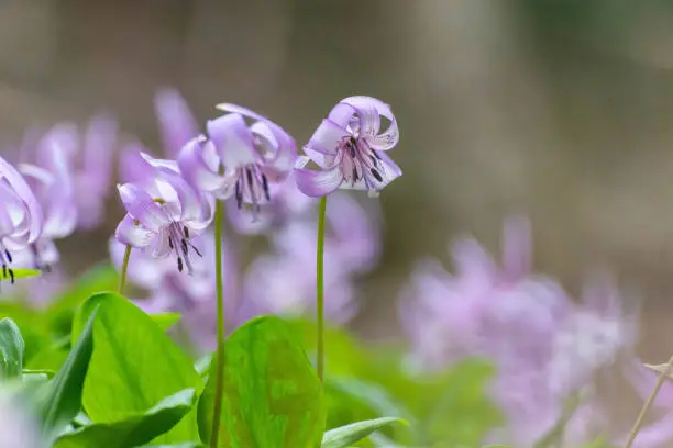 Kikyo (Chinese bellflower) in full bloom in the mountains