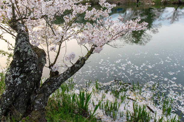 istock A cherry blossom tree and the petals that fell on the water 1272529865