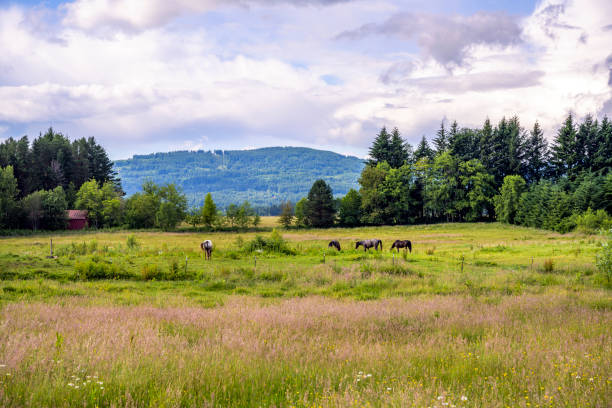 Rural serene landscape with a wide meadow with lush grass on a hillside where horses graze, framed by trees and mountains hidden in haze against a cloudy sky