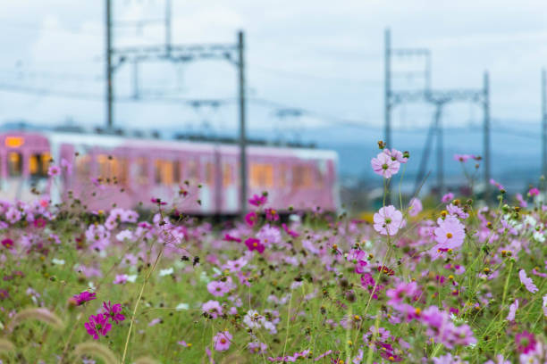 istock Pink cosmos flowers and a pink train 1272532944