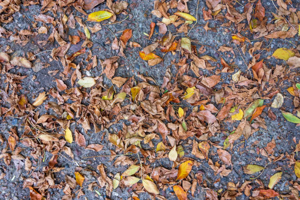 istock Autumn deciduous. Yellow leaves lie on concrete surface 1272535197