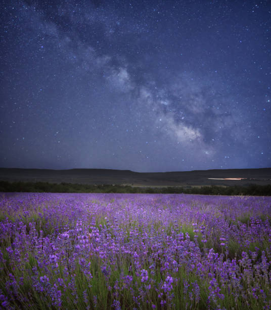 istock Meadow of lavender at night. 1272536170