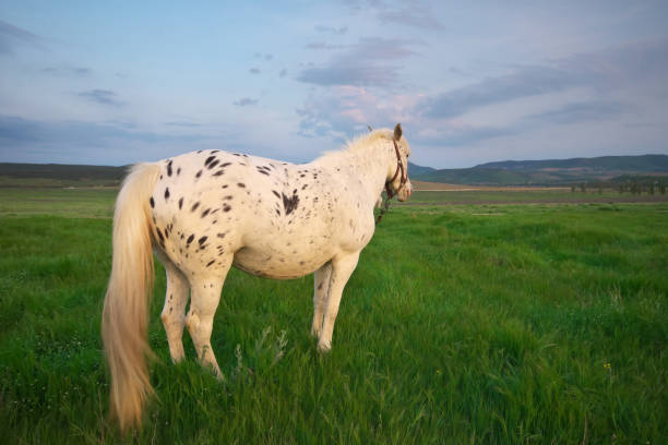 istock White horse on a green field. 1272536212