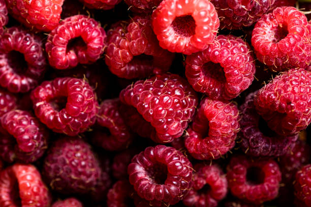 istock Fresh and sweet red raspberries texture. fruit pile background 1272536343