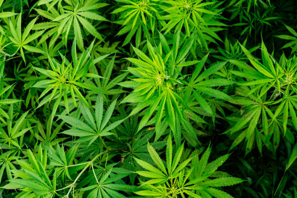 Curb Cravings with Hemp Seeds Curb Cravings with Hemp Seeds