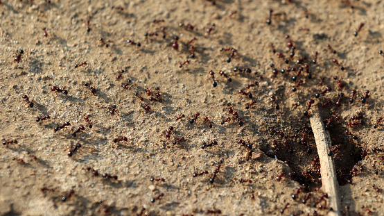 Large group of ants working together. Ants are eusocial insects of the family Formicidae and, along with the related wasps and bees, belong to the order Hymenoptera. Ants evolved from wasp-like ancestors in the Cretaceous period, about 140 million years ago, and diversified after the rise of flowering plants.