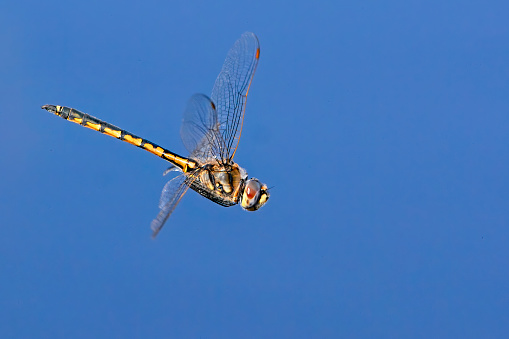 Dragonfly flying over a pond