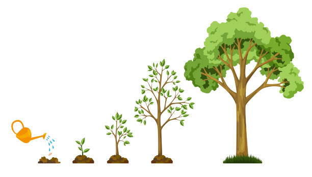 씨앗에서 나무의 단계 성장. 식물에 물을. 작은 나무에서 큰 나무의 컬렉션. 잎 성장 다이어그램녹색 나무. 비즈니스 사이클 개발 - growth stock illustrations