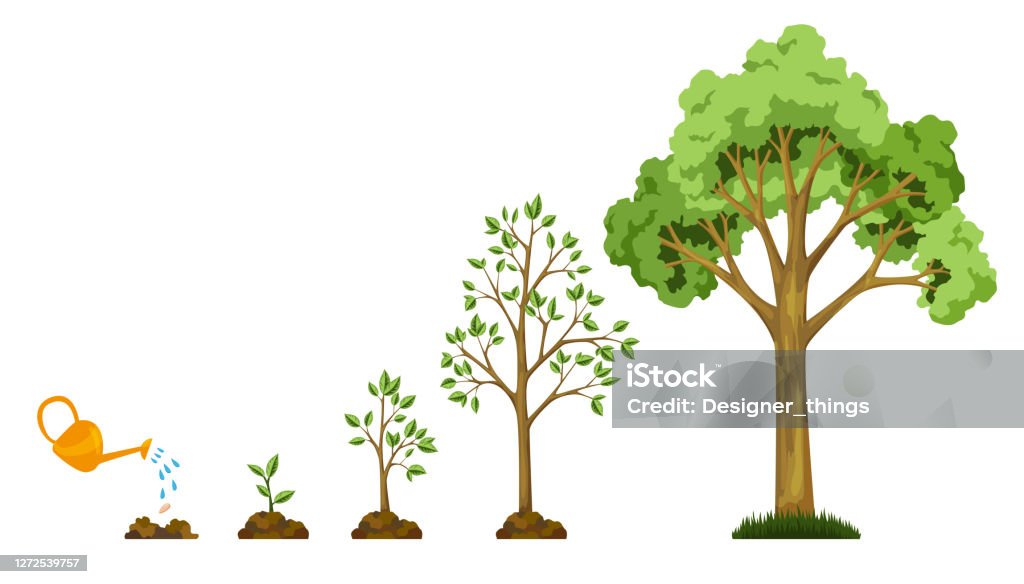 Tohumağacından ağaç büyümesini aşamalar. Bitkileri sulandırmak. Küçükten büyüğe ağaçların toplanması. Yaprak büyüme diyagramı ile yeşil ağaç. İş döngüsü geliştirme - Royalty-free Ağaç Vector Art