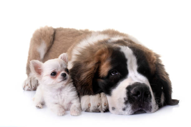 istock puppies chihuahua and saint bernard 1272540534