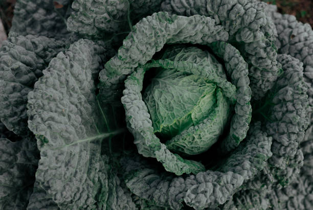 istock Savoy cabbage close-up as a natural background 1272541630