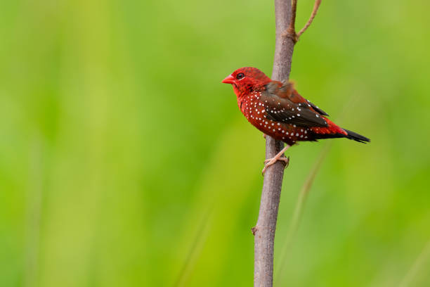 istock Red Avadavat perching on a tree branch looking into a distance 1272542133
