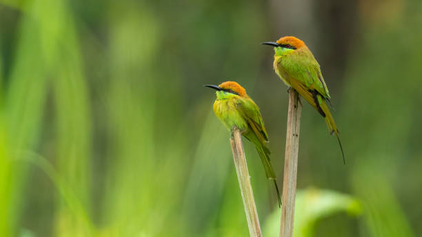 istock Green Bee-Eaters perching on bamboo stick looking into a distance 1272542153