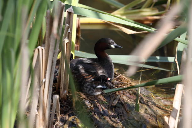 istock Little Grebe and chicks on nest Germany 1272543016