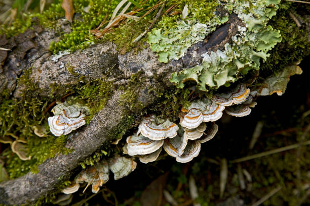 istock Mountain mushrooms Taiwan 1272545163
