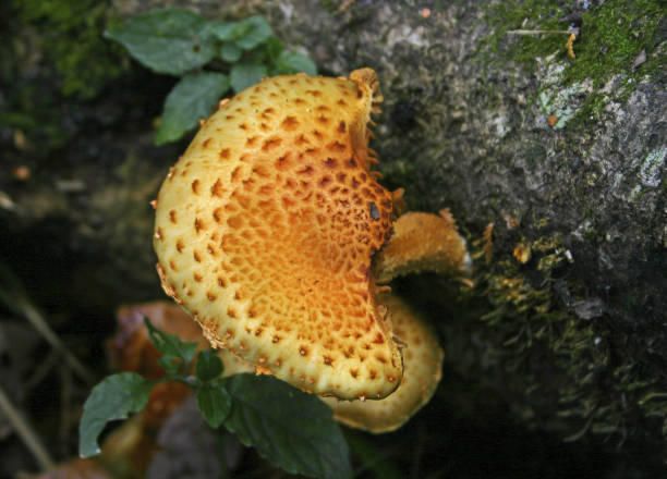 istock Mountain mushrooms Taiwan 1272545537