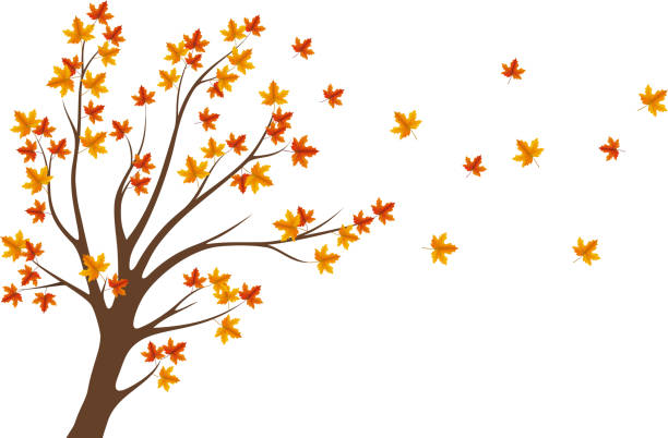 ilustraciones, imágenes clip art, dibujos animados e iconos de stock de árbol de otoño - autumn leaf falling wind