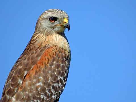 Red-shouldered Hawk, Buteo lineatus, Orlando, Florida, USA, February 2017