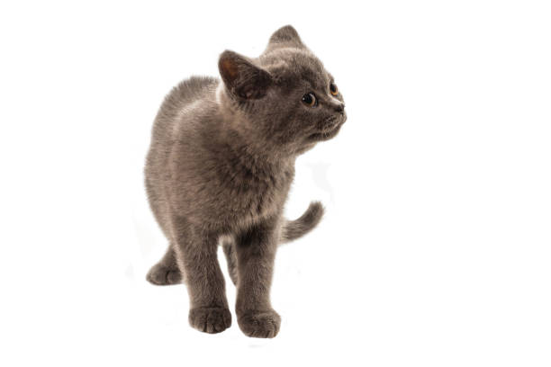 istock British shorthair kitten looking up isolated on white 1272547665